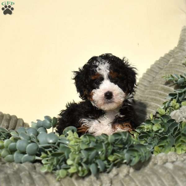 Riley, Mini Bernedoodle Puppy